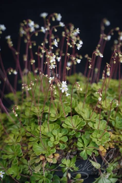 Камнеломка теневая (Saxifraga urbium) - Камнеломка теневая - Камнеломка ...