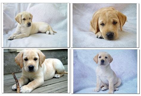 Top 5 Labrador Puppy Training Basics