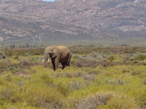 Fotos Gratis Desierto Pradera Aventuras Fauna Silvestre Manada