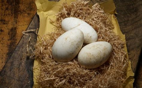 When Do Geese Lay Eggs? - LearnPoultry