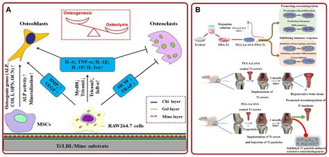 Pharmaceutics Free Full Text Construction Of Local Drug Delivery System On Titanium Based