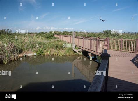 South Padre Island Birding & Nature Center, boardwalks and observation ...