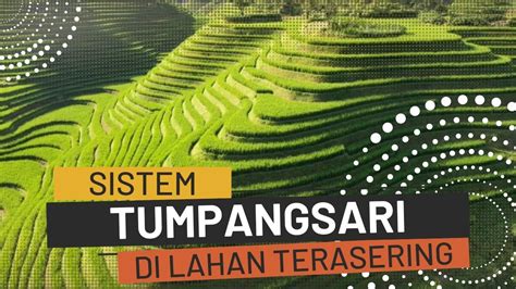 Sistem Pertanian Tumpangsari Di Lahan Terasering Sistem Tumpangsari