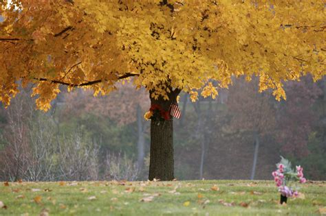 Wallpaper Sunlight Landscape Fall Leaves Flowers Nature Grass