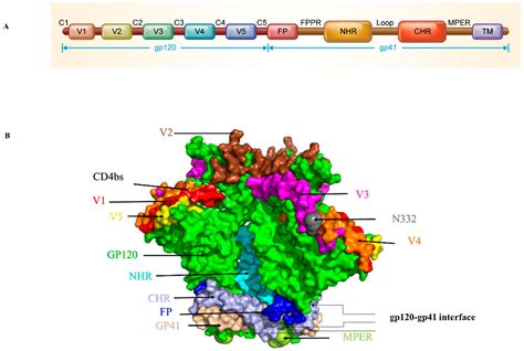 Viruses Free Full Text Development Of Protein And Peptide Based