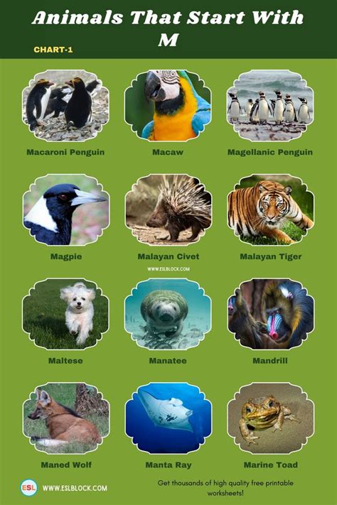 Animals That Start With M In 2023 Animals Animal Alphabet Melursus