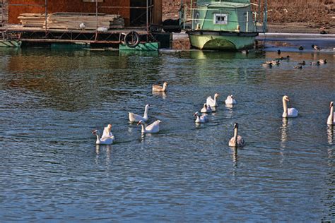 Река Тамиш, Панчево, Србија / River Tamis, Pancevo, Serbia… | Flickr