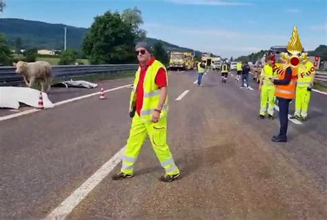 Camion Carico Di Bovini Si Ribalta Sulla A4 Nel Vicentino Tiscali Notizie