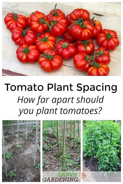 How Far Apart To Plant Tomatoes In A Vegetable Garden Tomato Garden