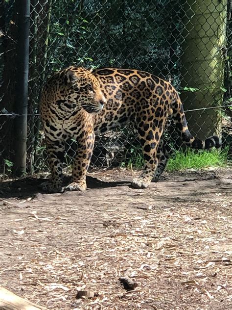 chattanooga zoo animal