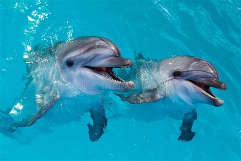 A Group of Cute Smart Dolphins Eating Fish in the Ocean Stock Photo - Image of bootle, marine ...