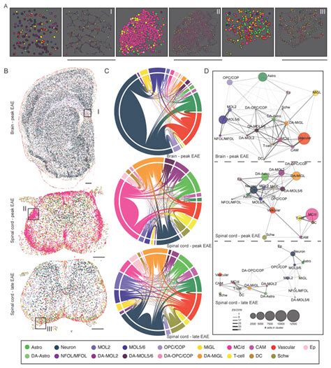 Single Cell Resolutionin Situsequencing Elucidates Spatial Dynamics Of Multiple Sclerosis Lesion