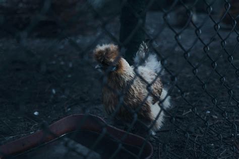 Dark Farm Photos Download The Best Free Dark Farm Stock Photos And Hd Images