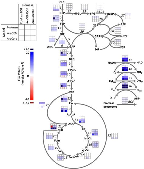 Frontiers Flux Balance Analysis Of Plant Metabolism The Effect Of