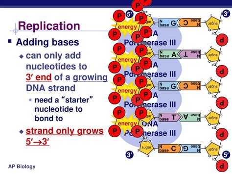 Chapter 16 Dna Replication Ppt Download