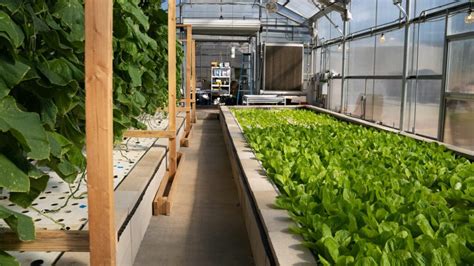 Aquaponics Definition Advantages Disadvantages And System