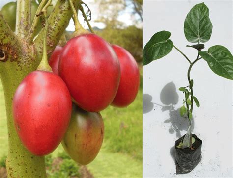 Tomate De Arbol Arboles Frutales Plantas Ornamentales Y Medicinales