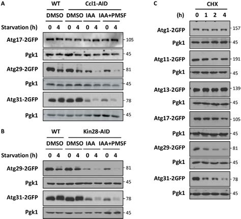 Ccl1 Maintains The Expression Of Atg29 And Atg31 Ab Depletion Of