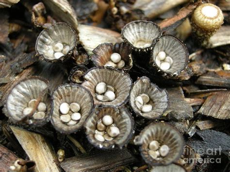 Striate Birds Nest Fungus Photograph By Timothy Myles Fine Art America