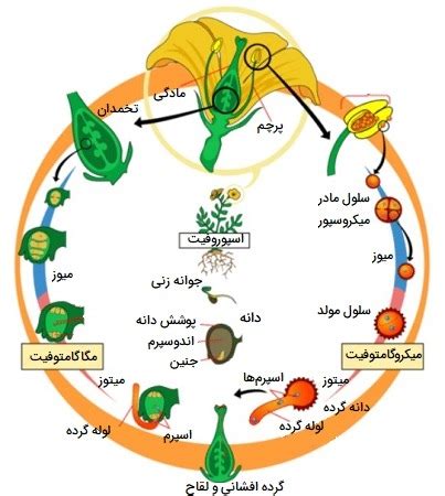 گیاهان گلدار چه هستند و کدامند انواع تولید مثل و سایر دانستنی ها