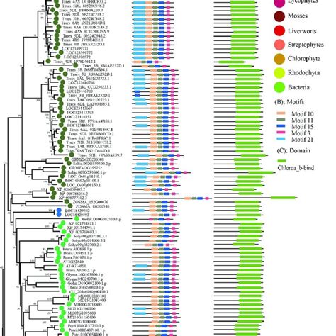 Phylogenetic Evolutionary Tree Protein Motifs And Domains Of Elip Download Scientific Diagram