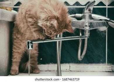 689 Cat Drinking Tap Water Images, Stock Photos & Vectors | Shutterstock