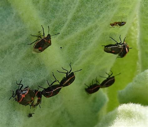 Beetles On Mullein Leaf Cosmopepla Bugguidenet