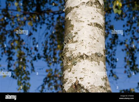 Bark of a birch tree Stock Photo - Alamy