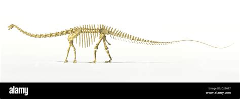 Diplodocus Dinosaur Full Skeleton Photo Realistc Rendering Scientifically Correct Side View