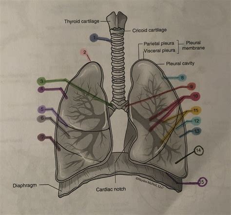 lower respiratory tract Diagram | Quizlet