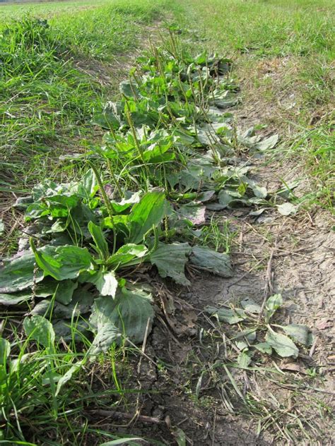 Broadleaf Plantain Plantago Major And Plantago Lanceolata Gardensall