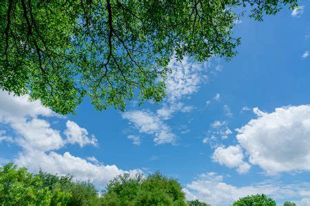 Galhos de árvores folhas verdes contra o céu azul e cotão branco