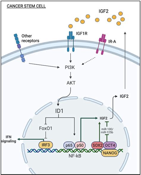 Biomedicines Free Full Text Igf2 A Role In Metastasis And Tumor