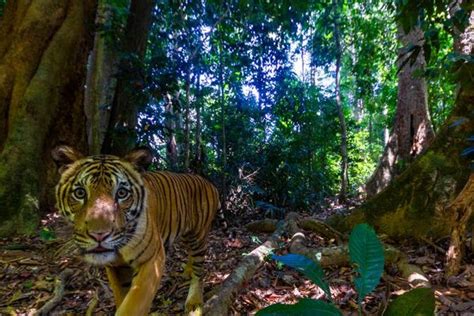 The Hopeful Return of the Malayan Tiger: A Conservation Success Story