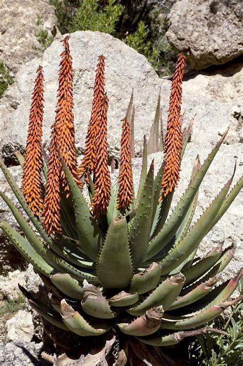 Cape aloe (Aloe ferox) in flower Photograph by Science Photo Library ...