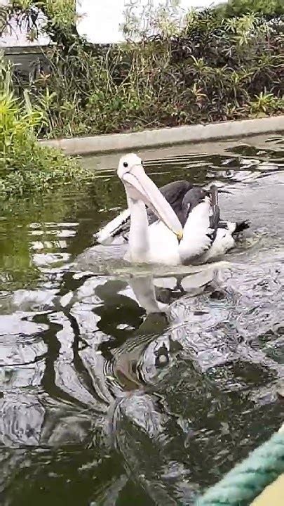 pelikan australia undan kacamata videoviralpelikanburungpelikan