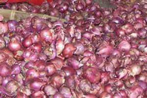 Bawa Ton Bawang Merah Ilegal Dari Malaysia Ditangkap