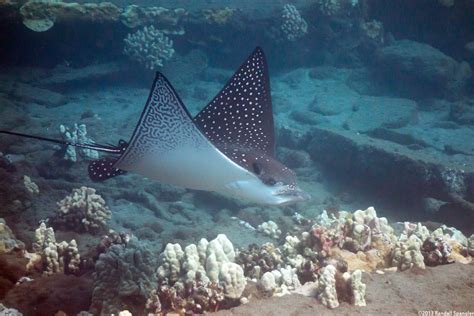 Ocellated Eagle Ray Aetobatus Ocellatus Spanglers Scuba