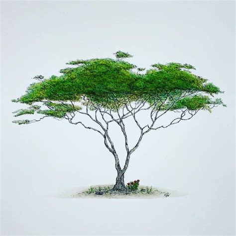 Acacia Tree Drawing