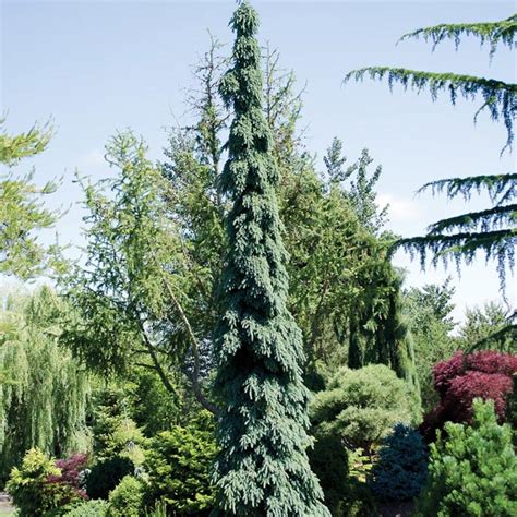 Weeping White Spruce Pendula Picea Glauca MyGardenLife