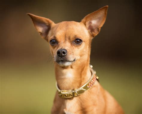 Pinscher Raças De Cães Pequenos Cão Nosso Pet Sitting