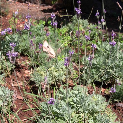 Lavandula pinnata
