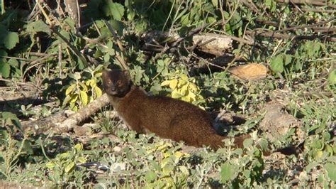 Slender Mongoose | MarkEisingBirding