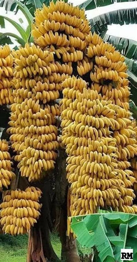 Bunches Of Bananas Are Hanging From The Tree