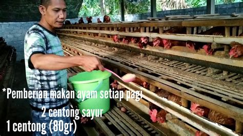 Cara Merawat Ayam Petelur Agar Kotoran Tidak Bau Youtube