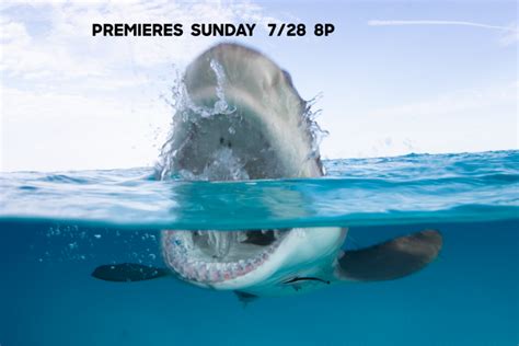 Shark Week Schedule The Latest Shark Week News On Discovery