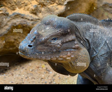 Rhinoceros Iguana Cyclura Cornuta Captive Stock Photo Alamy