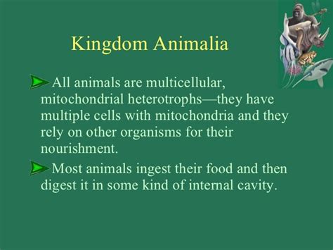 Kingdom Animalia