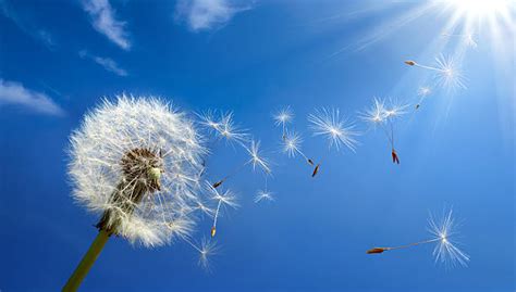 8,100+ Wind Pollination Stock Photos, Pictures & Royalty-Free Images - iStock