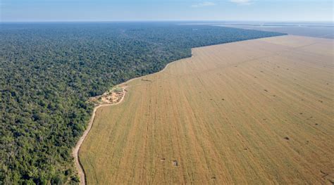 Desmatamento da Amazônia é o maior desde 2006